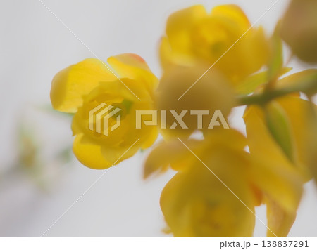 ヒイラギナンテンの花(afli20260330152041) ヒイラギナンテンの花(afli20260330152041) 138837291