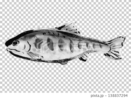日式書法風格的櫻花鮭魚插畫。 138837294
