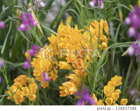 花壇に咲いたフリージアの花 138837386