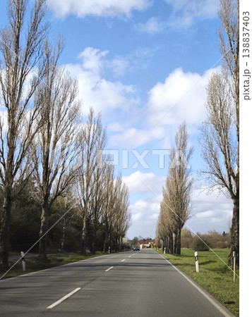 A straight road lined with tall, leafless poplars a cloudy sky 138837403
