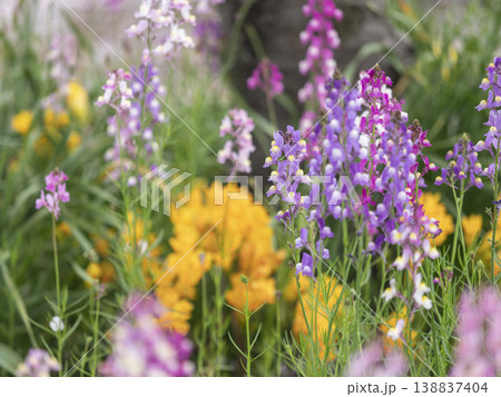 花壇に咲く姫金魚草 花壇に咲く姫金魚草 138837404