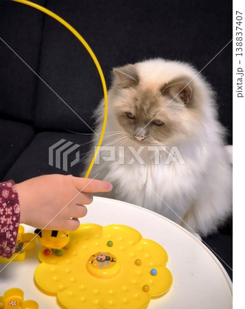 A fluffy Birman cat plays with an interactive toy bee. A fluffy Birman cat plays with an interactive toy bee. 138837407