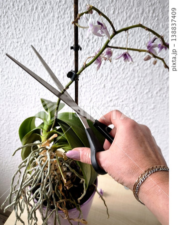 Trimming a dried orchid flower stalk with scissors Trimming a dried orchid flower stalk with scissors 138837409
