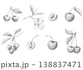 Detailed botanical pencil sketches set of cherries, blossoms, and leaves, featuring fruit cross-sections and branches isolated on white background, for rustic organic packaging and menu design 138837471