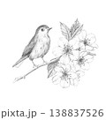 Botanical pencil sketch of small bird perched on blossoming cherry branch with spring flowers and leaves, composition isolated on white background, for nature-inspired design and rustic decor 138837526