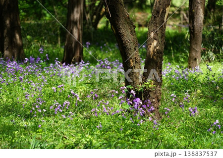 新緑の森に咲くムラサキハナナ 4月西国分寺62ムラサキハナナ・東京都立武蔵国分寺公園 新緑の森に咲くムラサキハナナ 4月西国分寺62ムラサキハナナ・東京都立武蔵国分寺公園 138837537