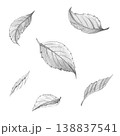 Collection of hand-drawn pencil sketches featuring cherry leaves and botanical foliage, set isolated on white background, for rustic garden designs, organic packaging, and autumn-themed graphics 138837541