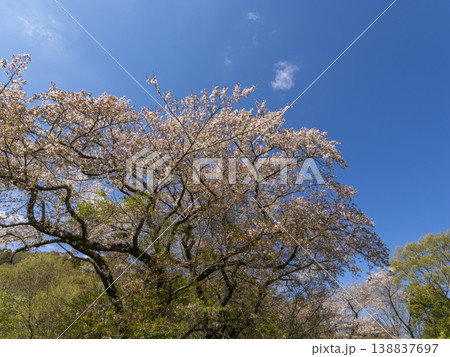 青空と桜の風景 138837697