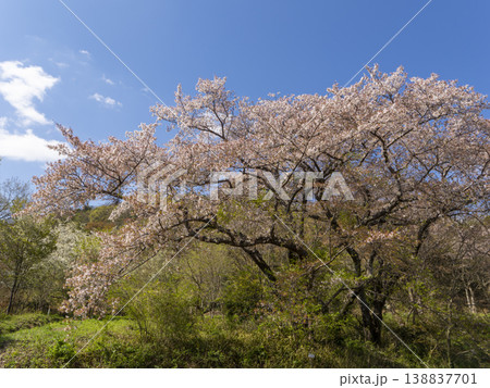 青空と桜の風景 138837701
