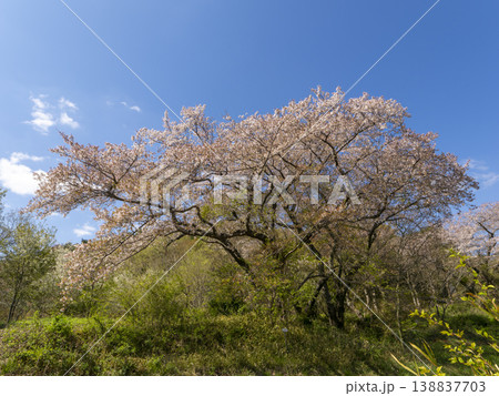 青空と桜の風景 青空と桜の風景 138837703