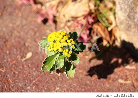 爽やか イソギクの花 爽やか イソギクの花 138838183