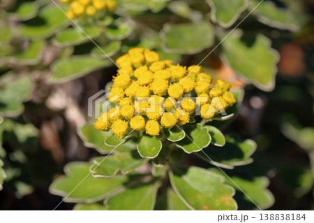爽やか イソギクの花 爽やか イソギクの花 138838184