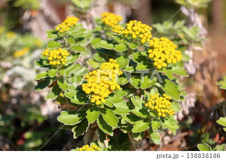爽やか　イソギクの花 138838186