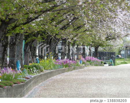 花弁が散る桜並木 138838203