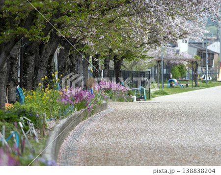 花弁が散る桜並木 花弁が散る桜並木 138838204