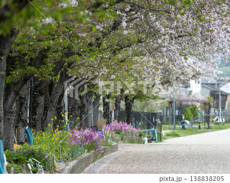 花弁が散る桜並木 花弁が散る桜並木 138838205