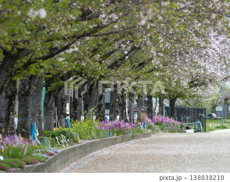 花弁が散る桜並木 138838210