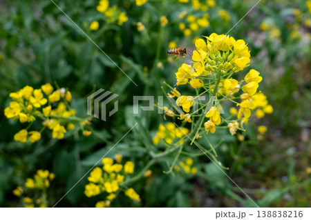 菜の花にとまるミツバチ 菜の花にとまるミツバチ 138838216