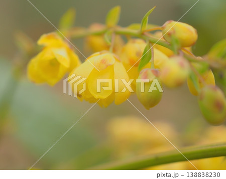 ヒイラギナンテンの花(afli20260330152245) ヒイラギナンテンの花(afli20260330152245) 138838230