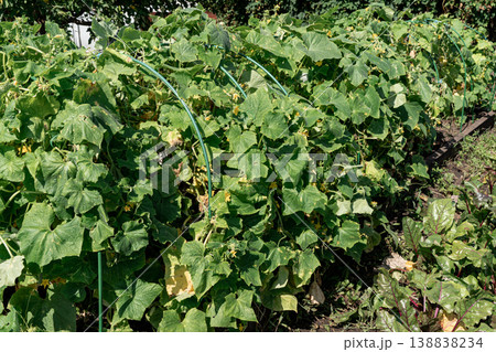 Cucumber plant leaf displaying symptoms of fungal disease, showing yellow spots on its green surface. Crop infections, agricultural problems, farming Cucumber plant leaf displaying symptoms of fungal disease, showing yellow spots on its green surface. Crop infections, agricultural problems, farming 138838234