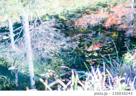 モネの池を泳ぐ鯉 モネの池を泳ぐ鯉 138838243