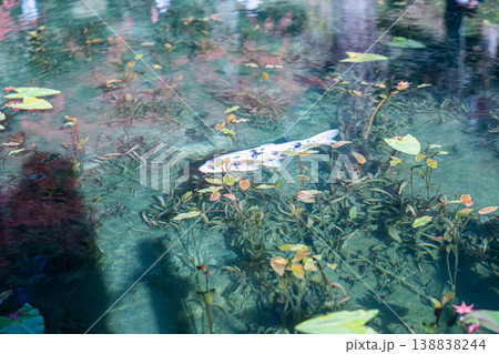 モネの池を泳ぐ鯉 モネの池を泳ぐ鯉 138838244