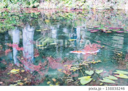 モネの池を泳ぐ鯉 モネの池を泳ぐ鯉 138838246