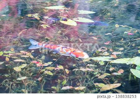 モネの池を泳ぐ鯉 モネの池を泳ぐ鯉 138838253