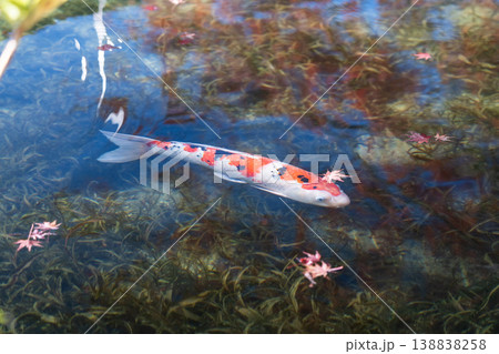 モネの池を泳ぐ鯉 モネの池を泳ぐ鯉 138838258