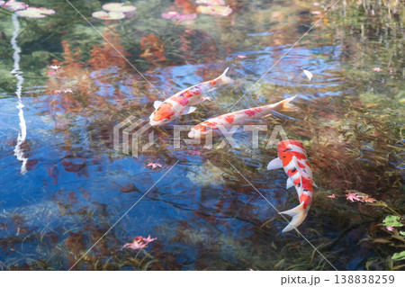 モネの池を泳ぐ鯉 モネの池を泳ぐ鯉 138838259