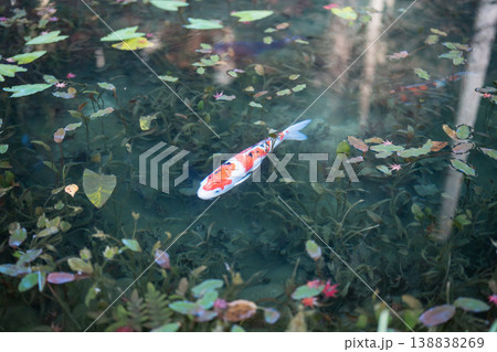 モネの池を泳ぐ鯉 モネの池を泳ぐ鯉 138838269