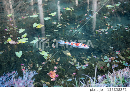 モネの池を泳ぐ鯉 138838271