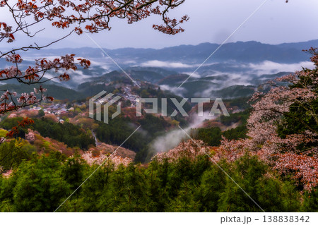 幻想の霧景色 吉野千本桜 幻想の霧景色 吉野千本桜 138838342