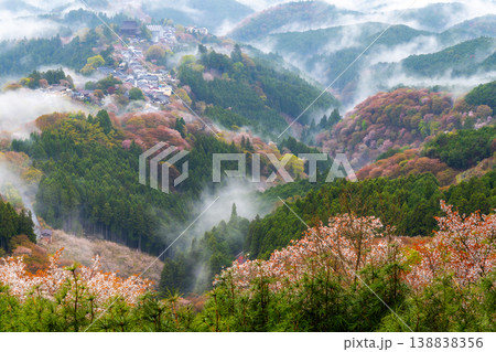 幻想の霧景色 吉野千本桜 幻想の霧景色 吉野千本桜 138838356