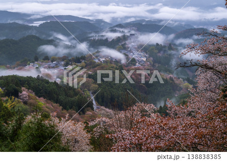 幻想の霧景色 吉野千本桜 138838385