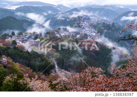 幻想の霧景色 吉野千本桜 幻想の霧景色 吉野千本桜 138838397