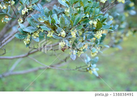 爽やか イチゴノキの花 爽やか イチゴノキの花 138838491