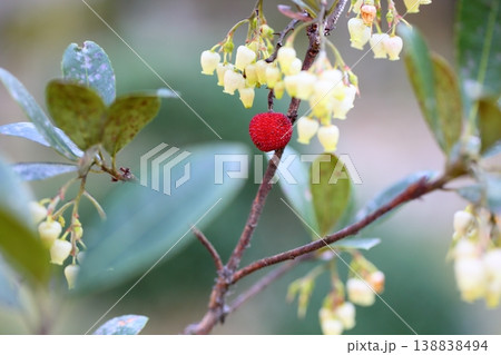 爽やか イチゴノキの花 爽やか イチゴノキの花 138838494