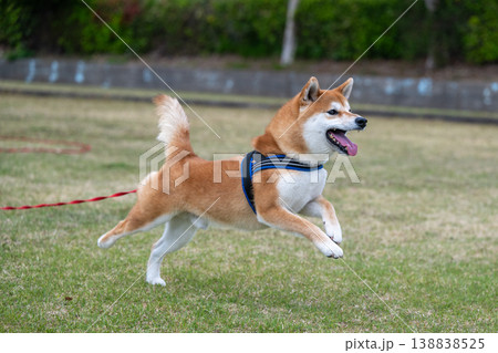 走る柴犬 138838525