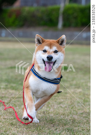 笑顔で走る柴犬 笑顔で走る柴犬 138838526