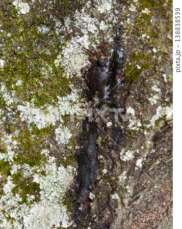 樹液が固まった桜の木 138838539
