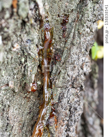 樹液が固まった桜の木 138838541