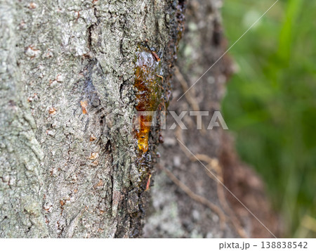 樹液が固まった桜の木 138838542
