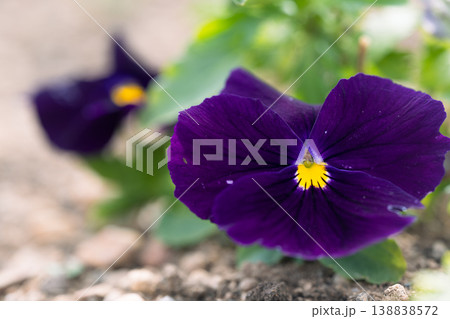 冬の花壇に咲くパンジーの花 冬の花壇に咲くパンジーの花 138838572