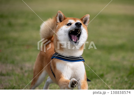 走る柴犬 走る柴犬 138838574