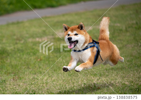 笑顔で走る柴犬 笑顔で走る柴犬 138838575