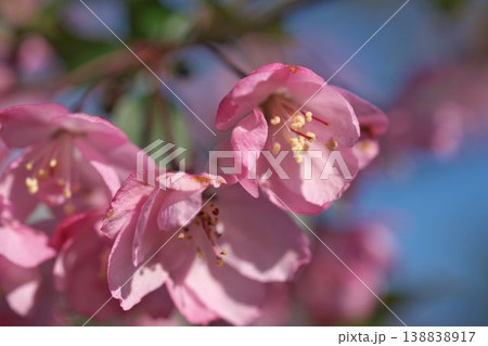 花海棠 138838917
