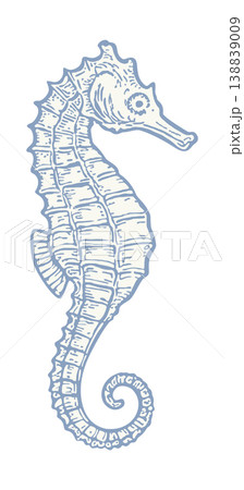 Seahorse. Vector handdrawn illustration isolated on white background. Blue color 138839009