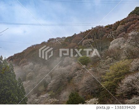 朝霧に浮かぶ幽玄の美、吉野山・千本桜の目覚め 朝霧に浮かぶ幽玄の美、吉野山・千本桜の目覚め 138839420