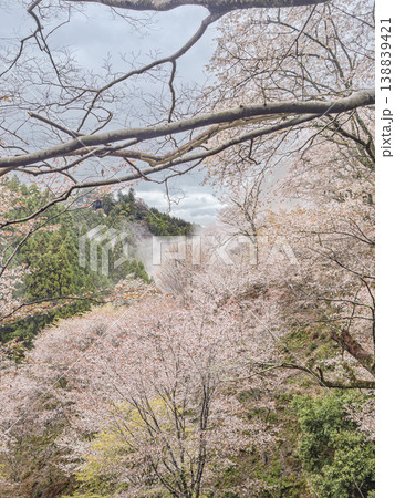 霧に包まれた吉野山の目覚め、淡い桜が誘う幻想の朝 霧に包まれた吉野山の目覚め、淡い桜が誘う幻想の朝 138839421